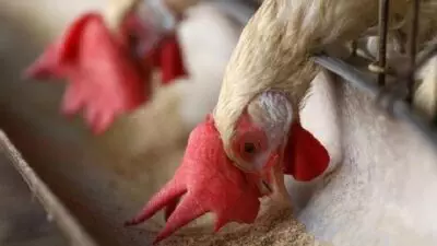 Ini Alasan Mengapa Komunitas Peternak Ayam Mendukung Gerakan Anti-Oligopoli bagi Kesejahteraan Peternakan