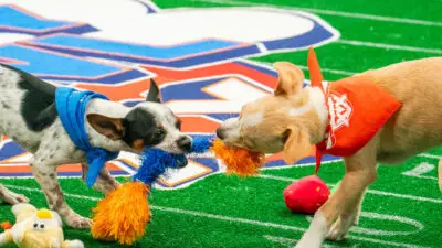 PUPPY BOWL mwkv facebookJumbo - Di Balik Layar Puppy Bowl XX: Saatnya Mengenal Karakter Lucu di Super Bowl