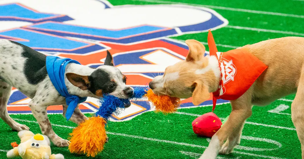 PUPPY BOWL mwkv facebookJumbo - Di Balik Layar Puppy Bowl XX: Saatnya Mengenal Karakter Lucu di Super Bowl