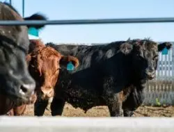 Pelanggaran aturan baru membahayakan industri daging kosher di Kanada: gugatan hukum yang memprihatinkan