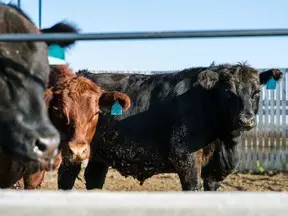 Cattle - Pelanggaran aturan baru membahayakan industri daging kosher di Kanada: gugatan hukum yang memprihatinkan