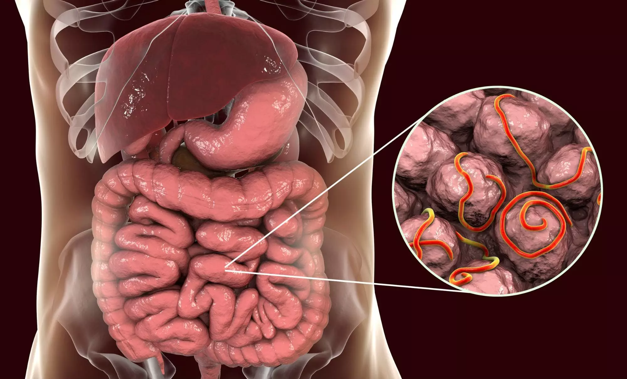 Small Intestine - Mengungkap Kejutan Plastisitas Usus yang Mengejutkan: Penemuan Ilmiah Terbaru