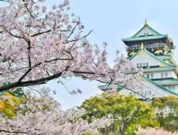 Menyaksikan Keajaiban Bunga Sakura di Hirosaki, Jepang: Panduan Perjalanan yang Memukau