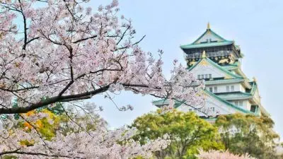 Menyaksikan Keajaiban Bunga Sakura di Hirosaki, Jepang: Panduan Perjalanan yang Memukau