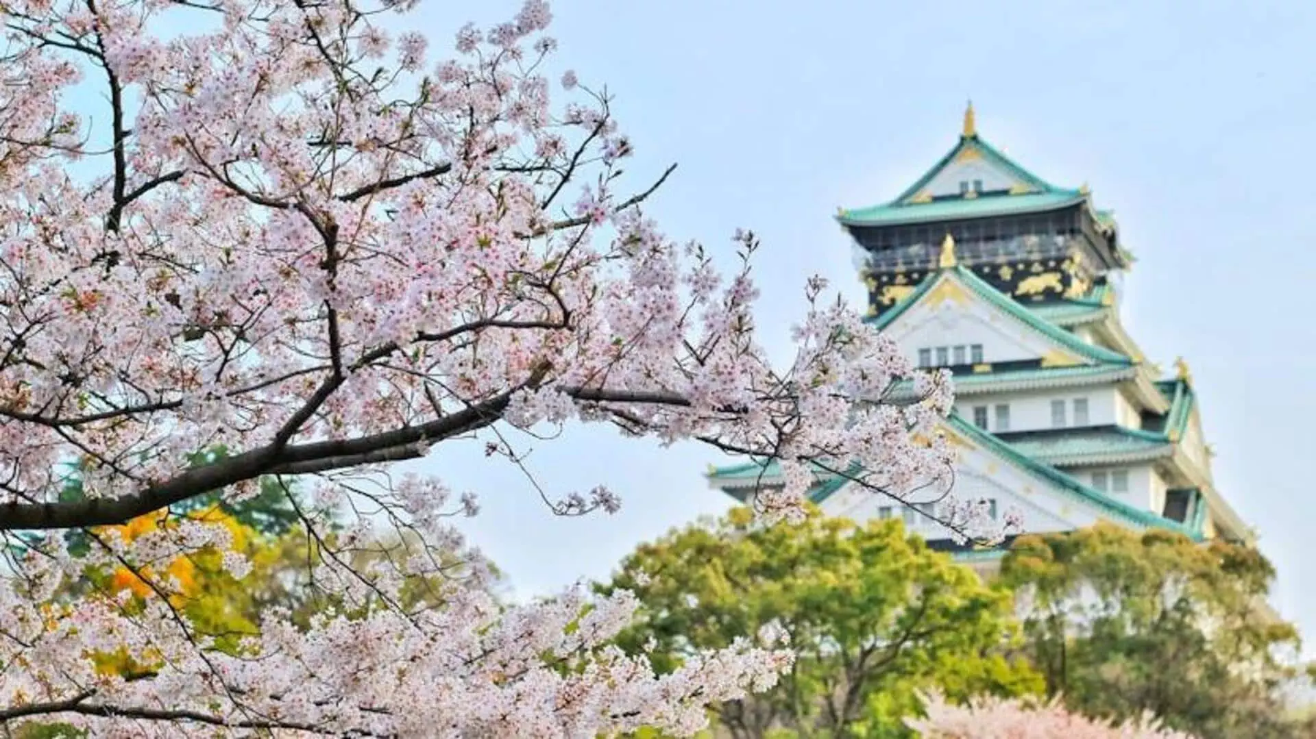 l3320240319093603 - Menyaksikan Keajaiban Bunga Sakura di Hirosaki, Jepang: Panduan Perjalanan yang Memukau