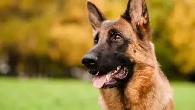 german shepherd dog - Penelitian terbaru menunjukkan anjing dapat mendeteksi tanda-tanda awal PTSD dengan menciumnya