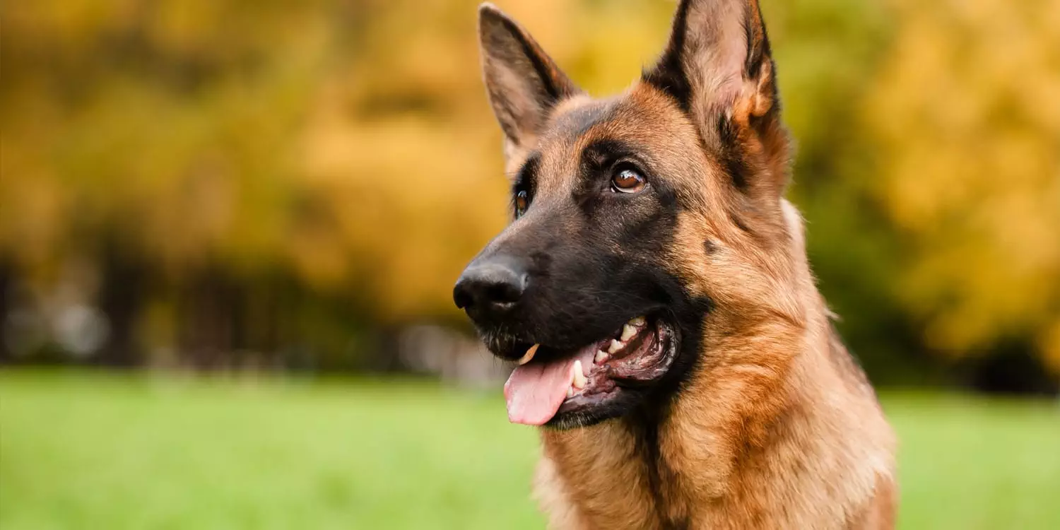 german shepherd dog - Penelitian terbaru menunjukkan anjing dapat mendeteksi tanda-tanda awal PTSD dengan menciumnya