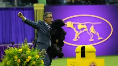 Sage, Miniature Poodle yang Menggemaskan, Menangkan Gelar Best in Show di Westminster!