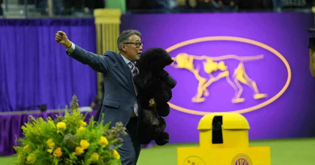 14westminster live promo 11p jmwb facebookJumbo - Sage, Miniature Poodle yang Menggemaskan, Menangkan Gelar Best in Show di Westminster!