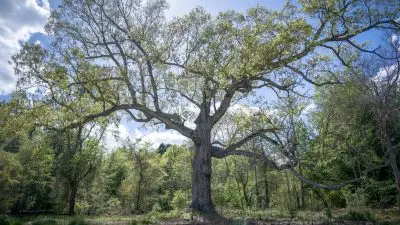 oakImage 1715008598860 facebookJumbo - Mengapa Tukang Taman Ramah Lingkungan Ini Tidak Menebang Pohon Mati.